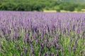 Endless fields of young French lavender pale purple clusters of flowers, delicate lime green leaves stems.